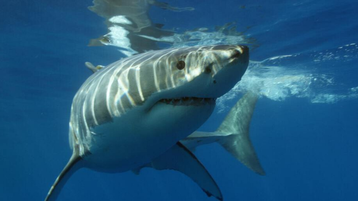 A Great White Shark in the water.
