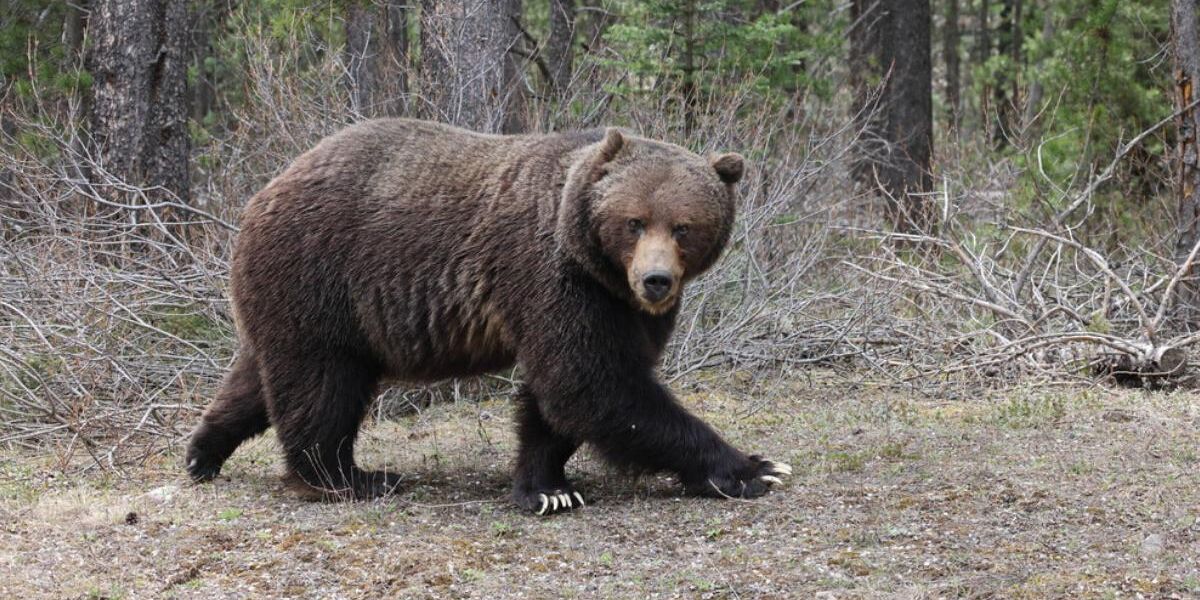 A Viral Banff Bear Fathered A Wild Amount Of Cubs & The Nick Cannon