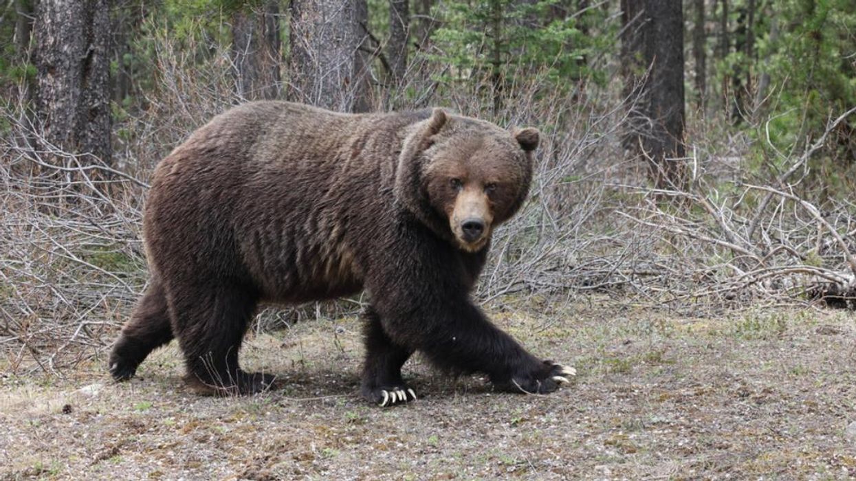 A grizzly bear in Banff.