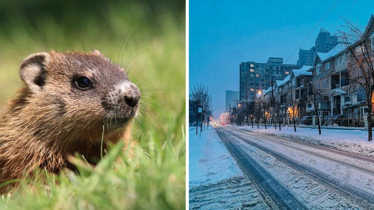 A groundhog in Canada. Right: A snowy Toronto street.