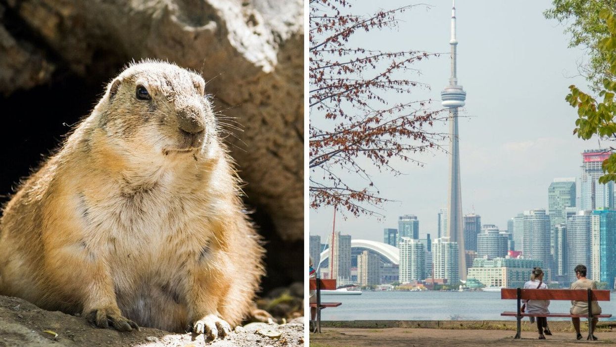 A groundhog. Right: The city of Toronto. 