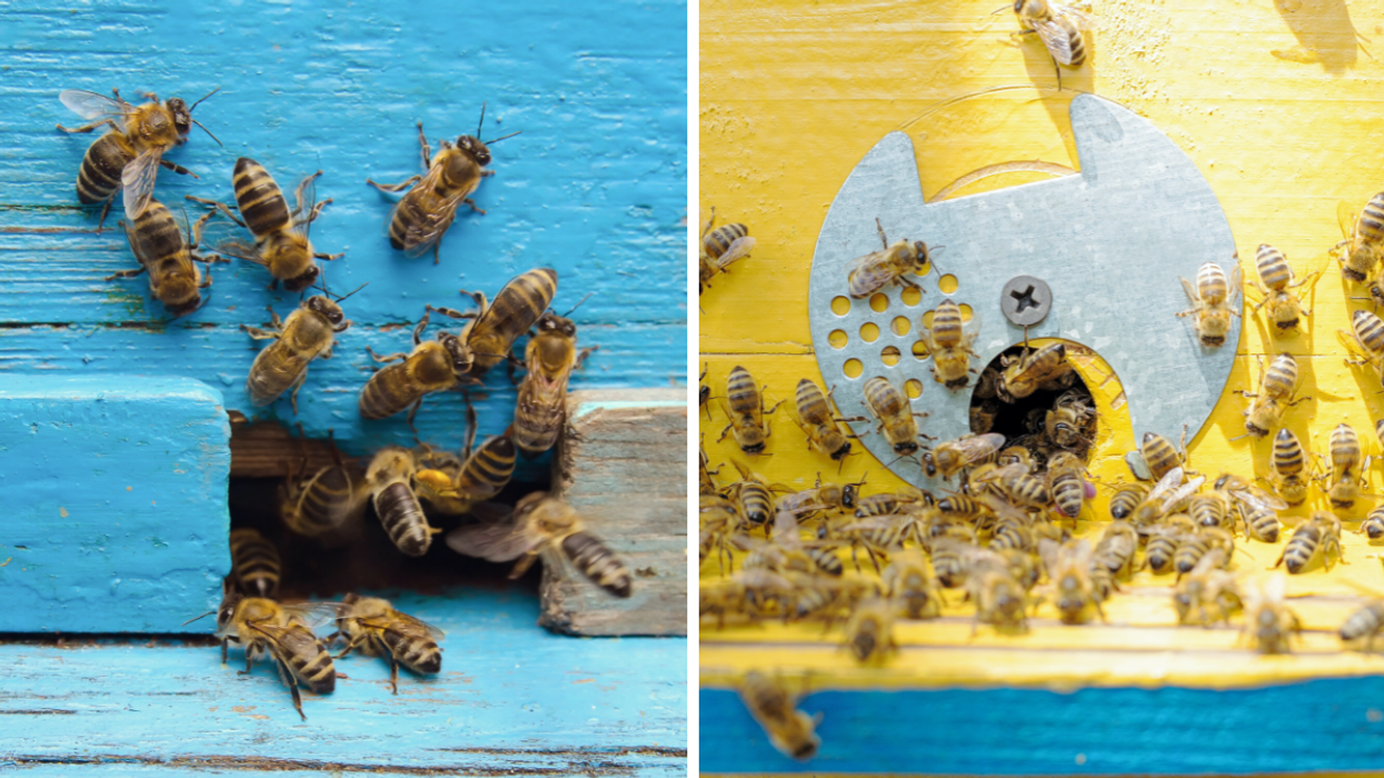 A group of bees.