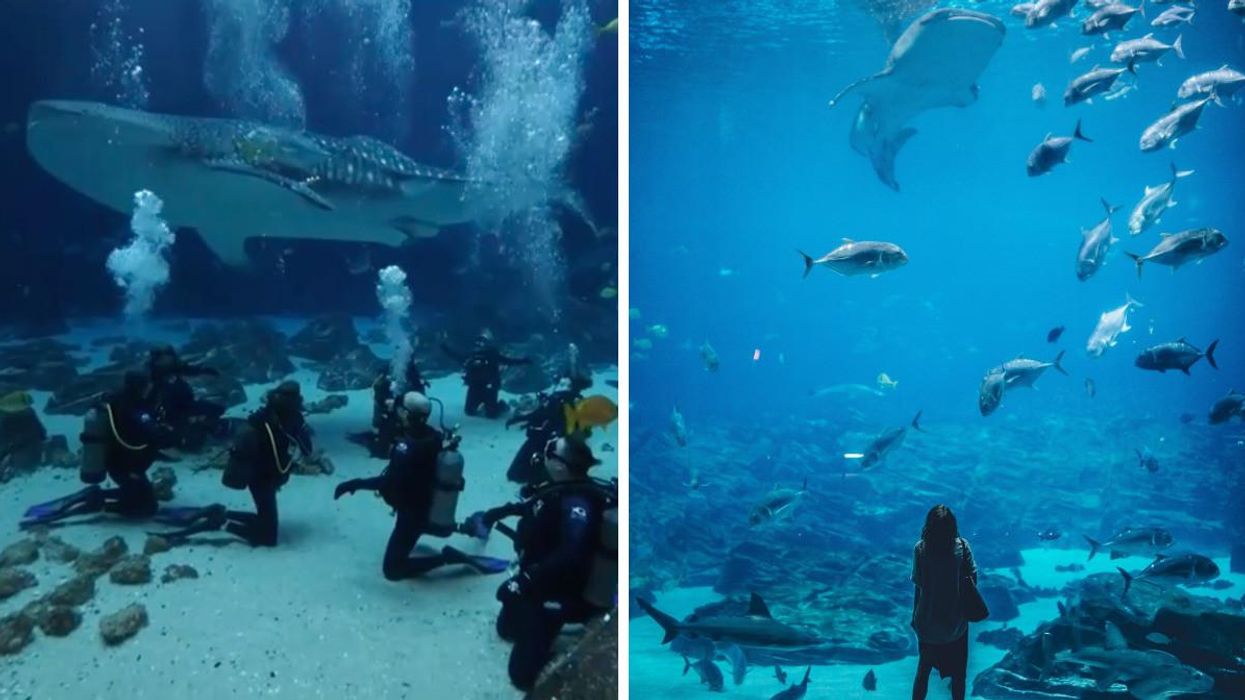 A group of divers underwater in the Ocean Voyager exhibit. Right: A woman staring up at a whale shark at the Georgia Aquarium.