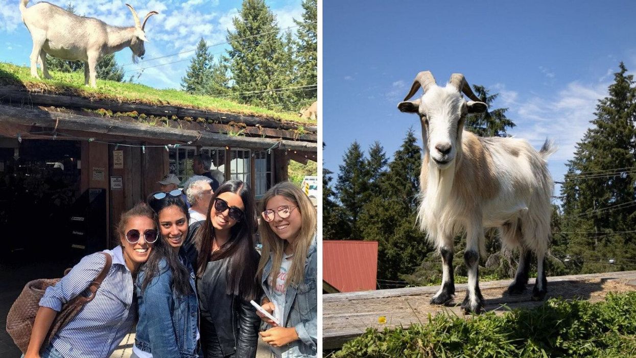 A group of four female friends posing outside a store with a goat on the roof. Right: A goat on the roof of a market.