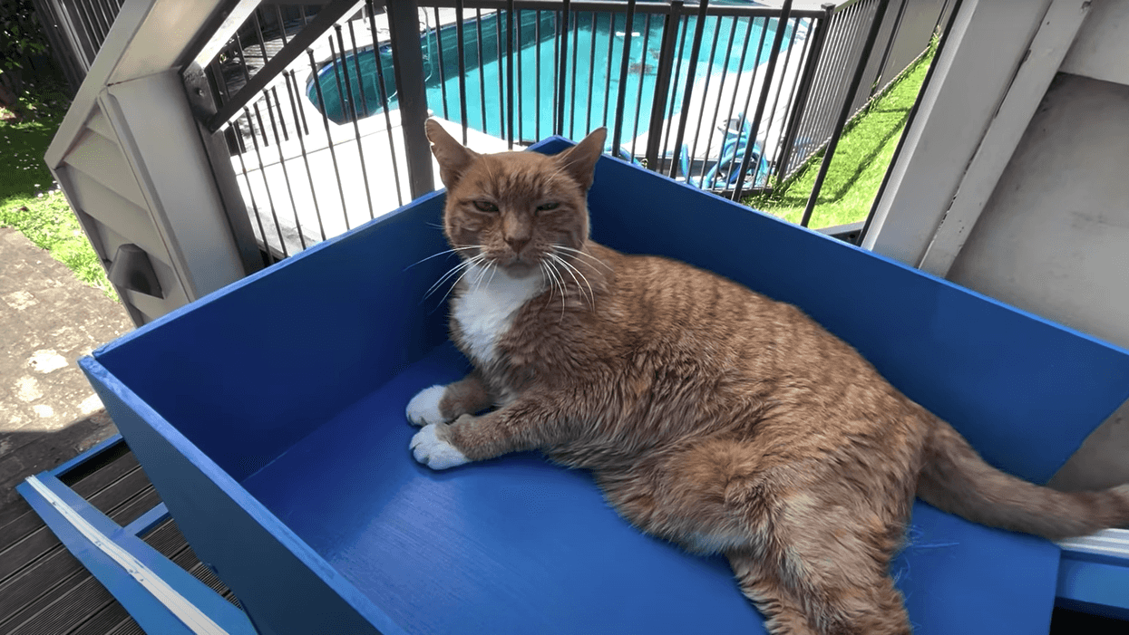 A Guy Built An Elevator For His Cat Who Can't Climb The Stairs & It's Just The Cutest Thing
