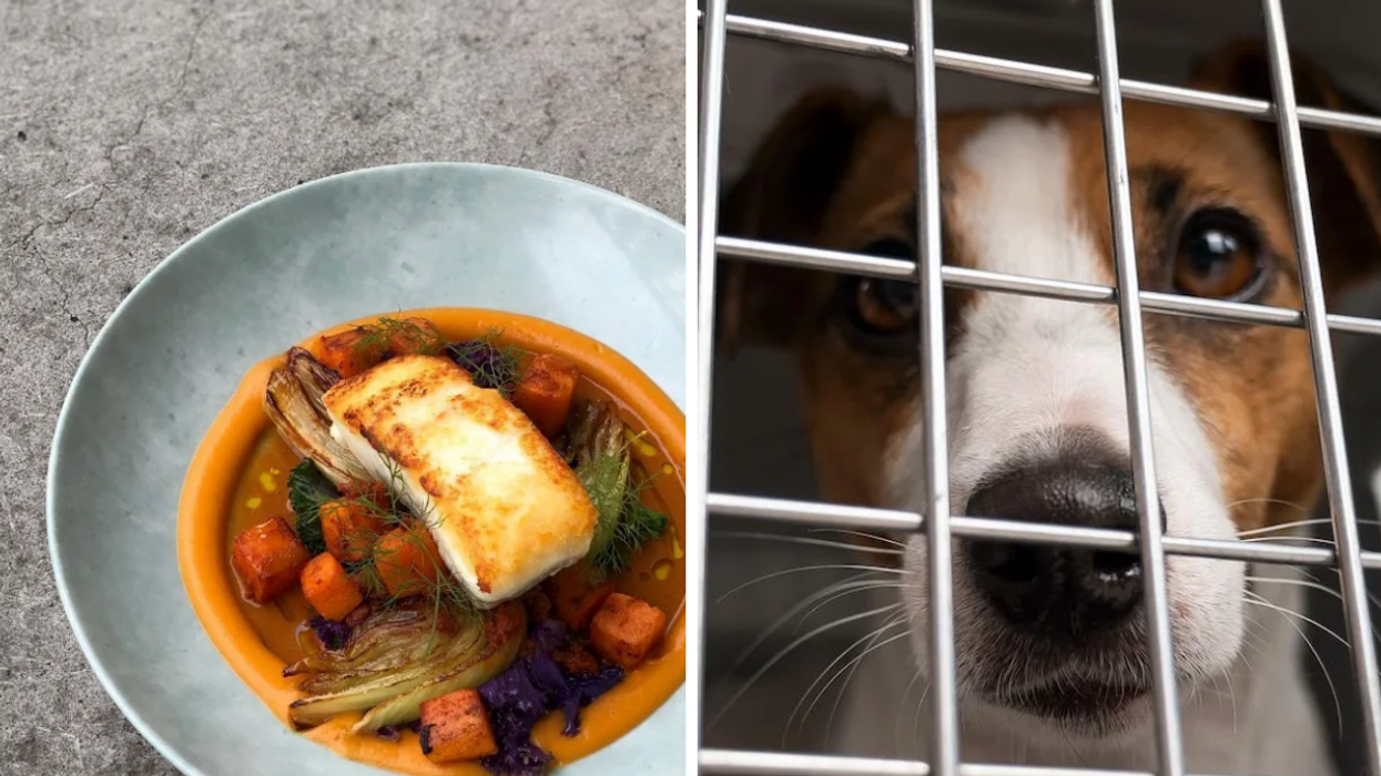 A halibut fillet over a bowl of stewed vegetables. Right: A dog inside a carrier.