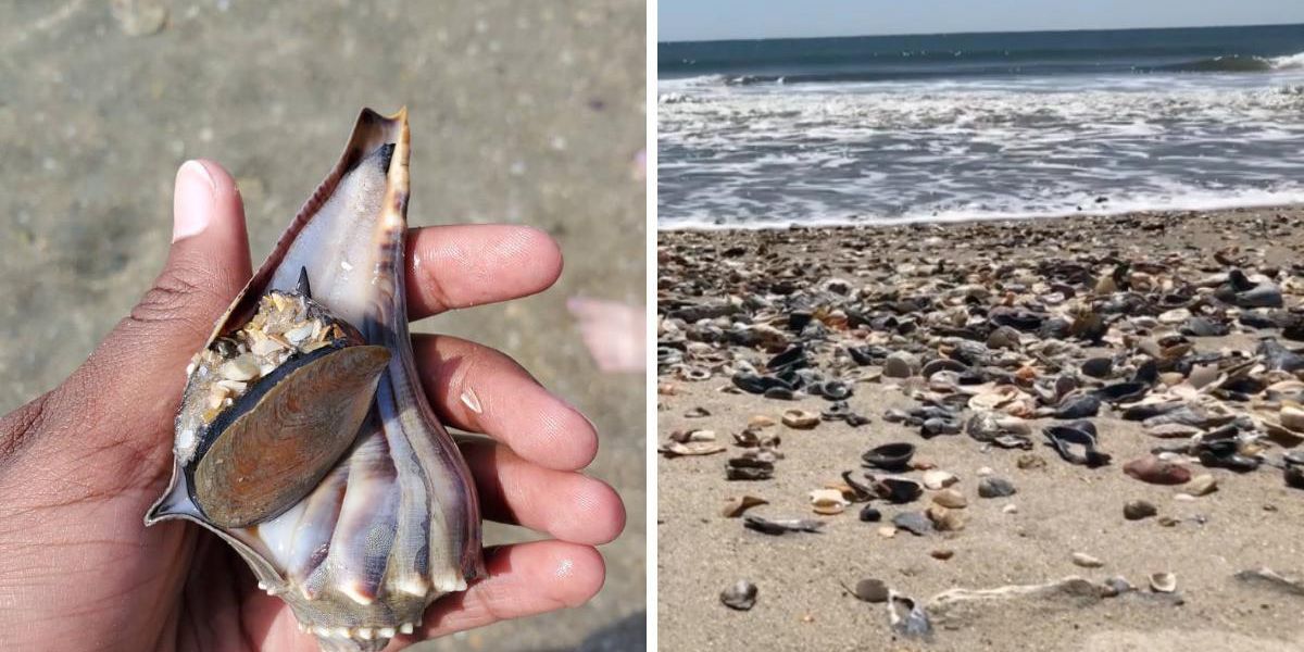 This Dreamy Beach In North Carolina Is The Perfect Spot For Seashell ...