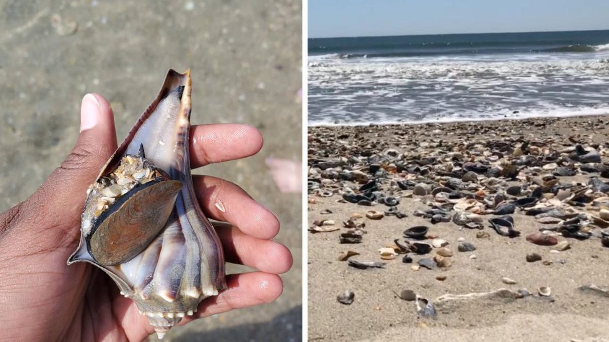 A hand holding a whelk shell, Right: Sea shells washed up on the shore of Cape Lookout.