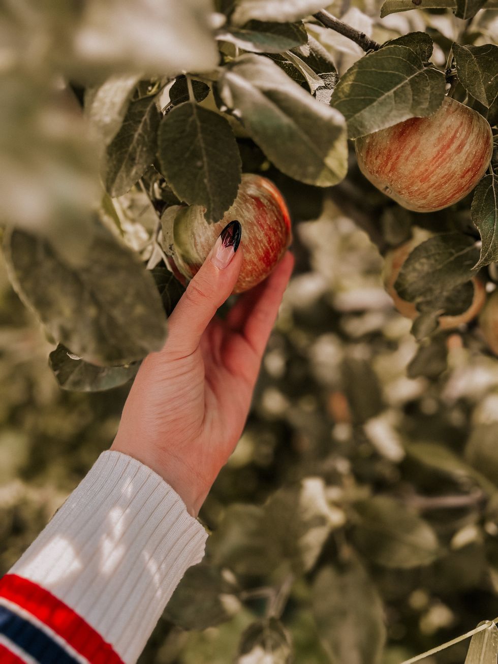A hand picking an apple.