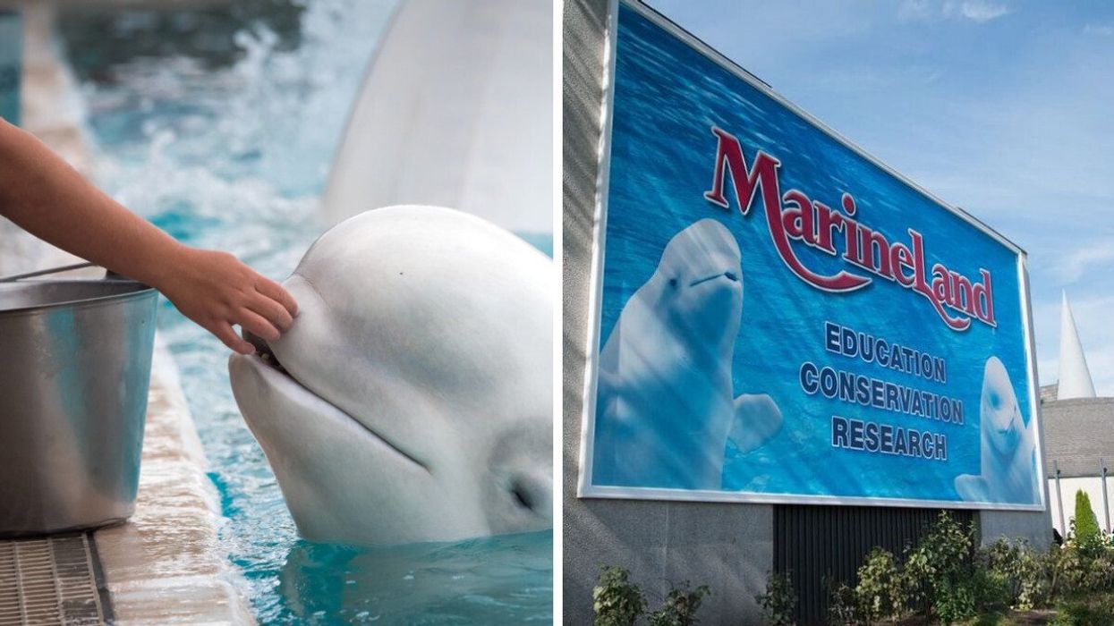 A hand touching a white beluga whale. Right: A sign that says Marineland Education Conservation Research.