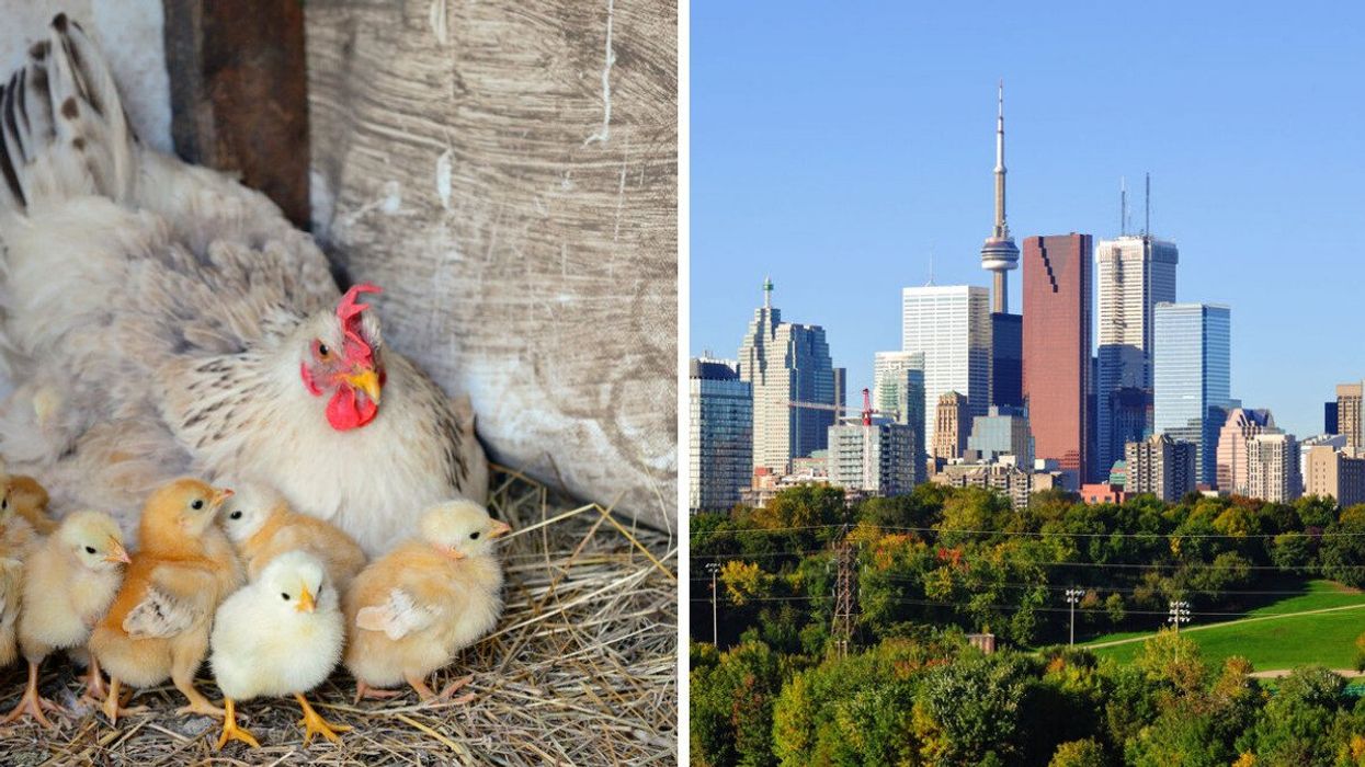 A hen with her chicks. Right: the city of Toronto.