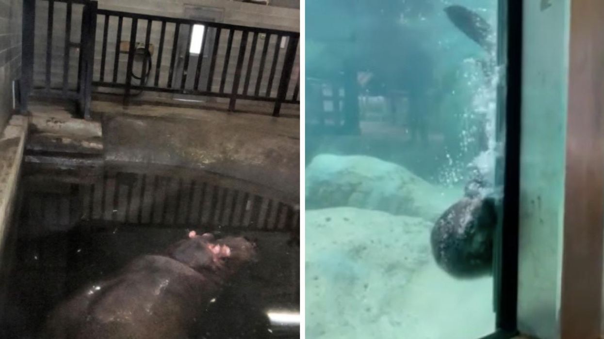 A hippo in an enclosure at Greater Vancouver Zoo. Right: a sea lion in a water tank.
