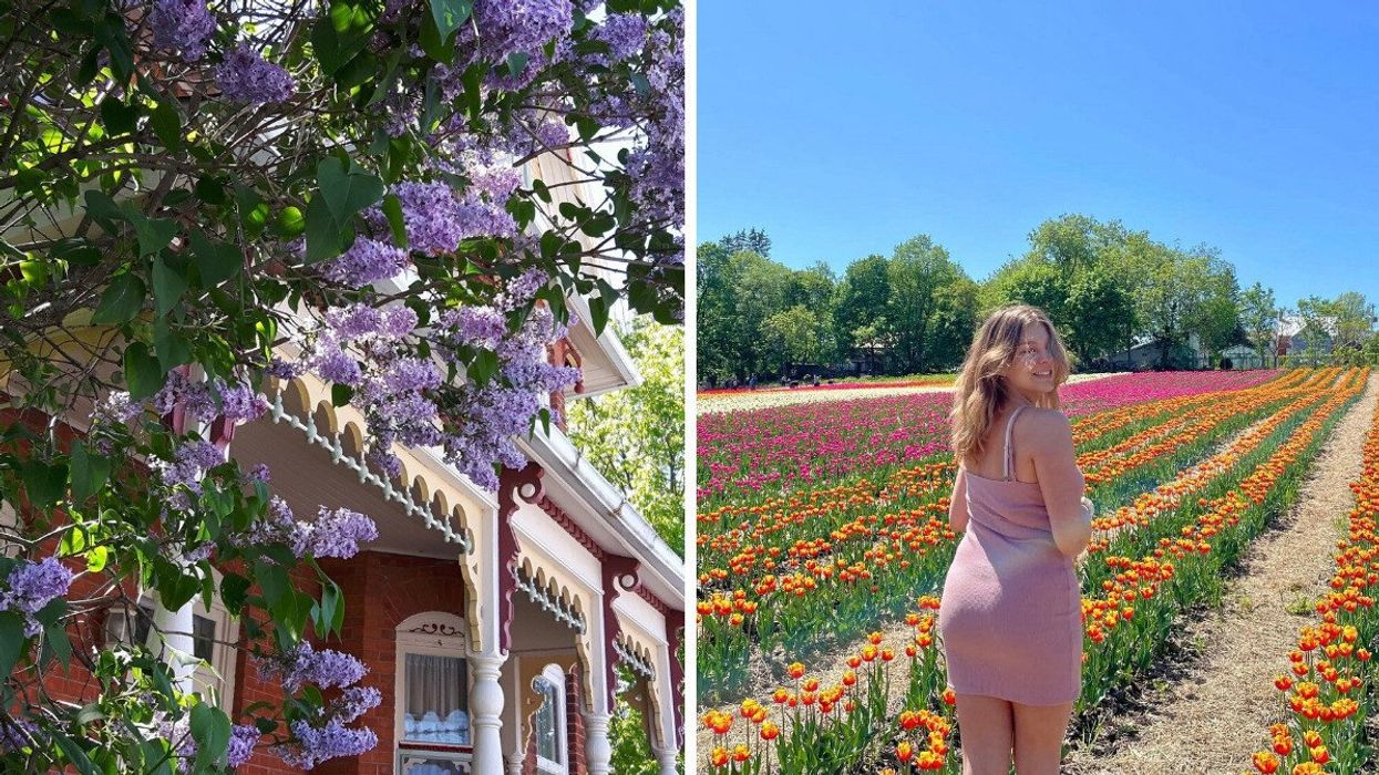 A historic building with lilac bushes. Right: A person standing in a tulip field.