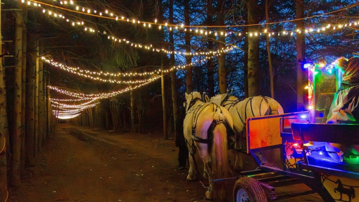 A horse-drawn wagon through a forest.