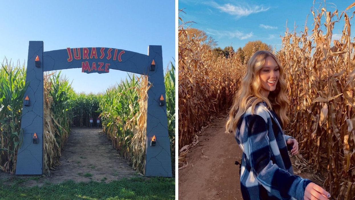 A 'Jurassic Park' entrance to a corn maze. Right: A person in a corn maze.