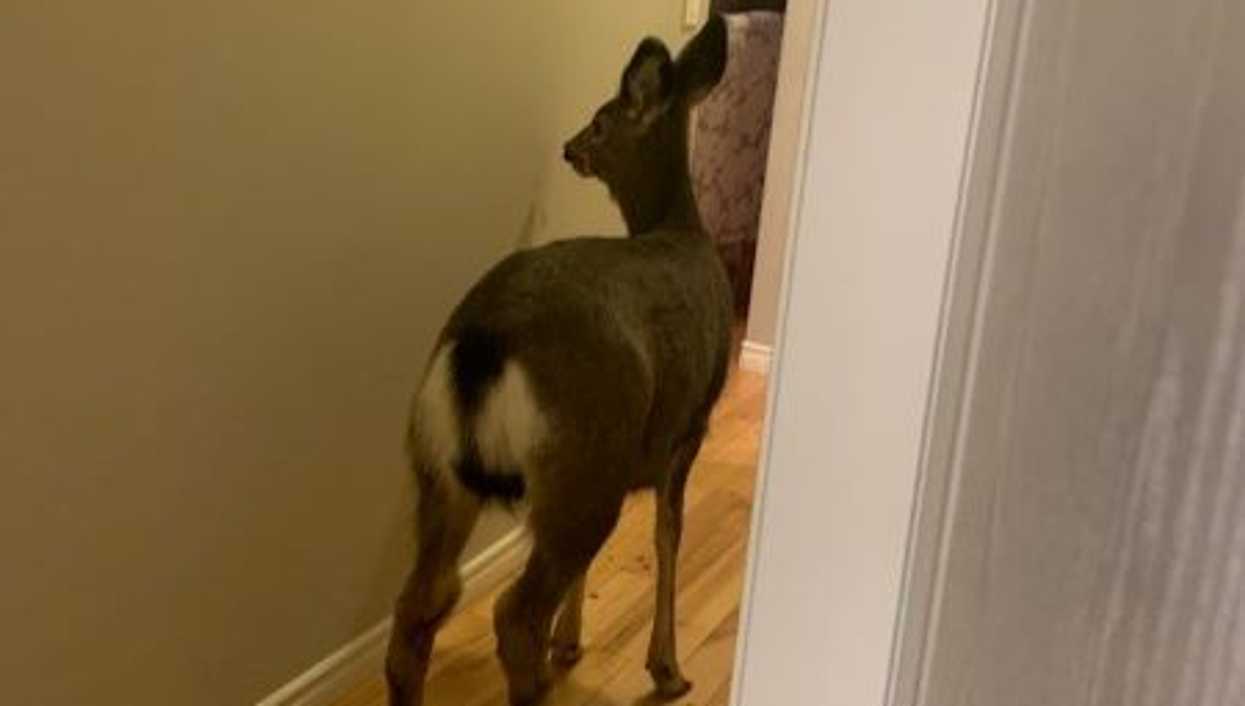 A Kamloops Deer Busted Into A Home Through The Doggie Door & Wreaked Absolute Havoc