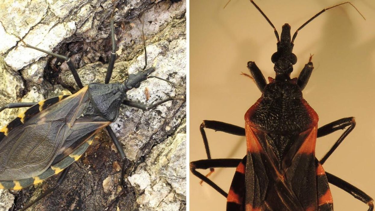 A kissing bug on bark. Right: A kissing bug.