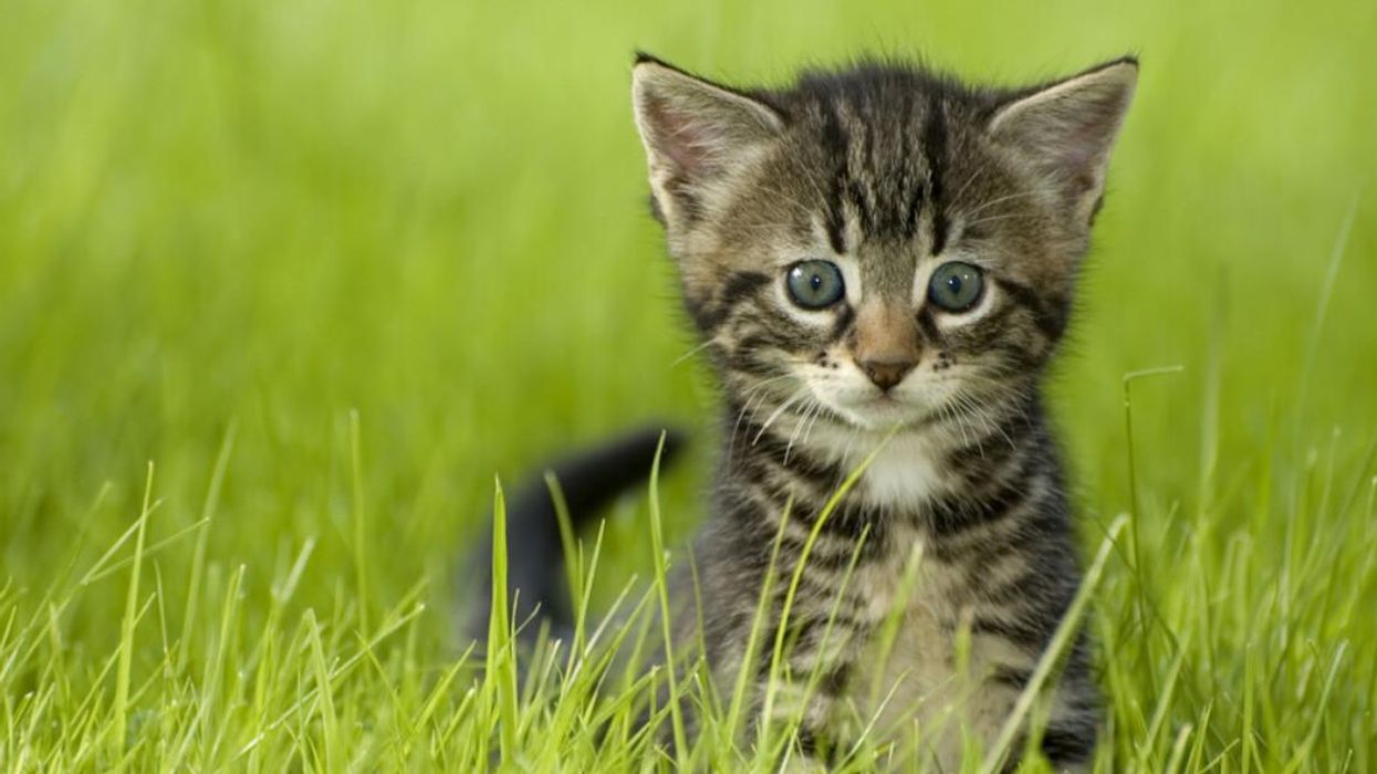 A kitten.