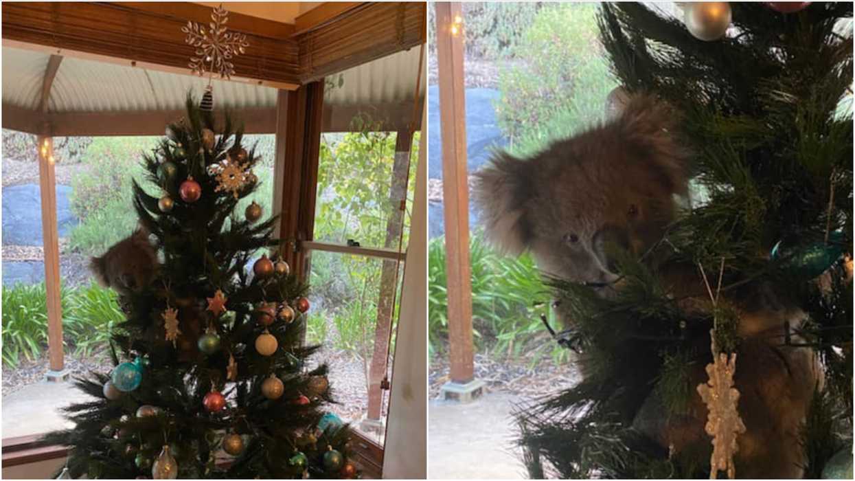 A Koala In A Christmas Tree: An Australian Found A Holiday Surprise & He's The Cutest Ever