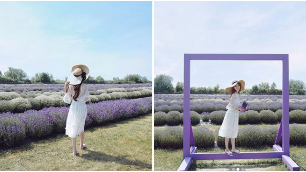 A Lavender Farm Near Toronto Is The Perfect Day Trip If You're All About Flower Power