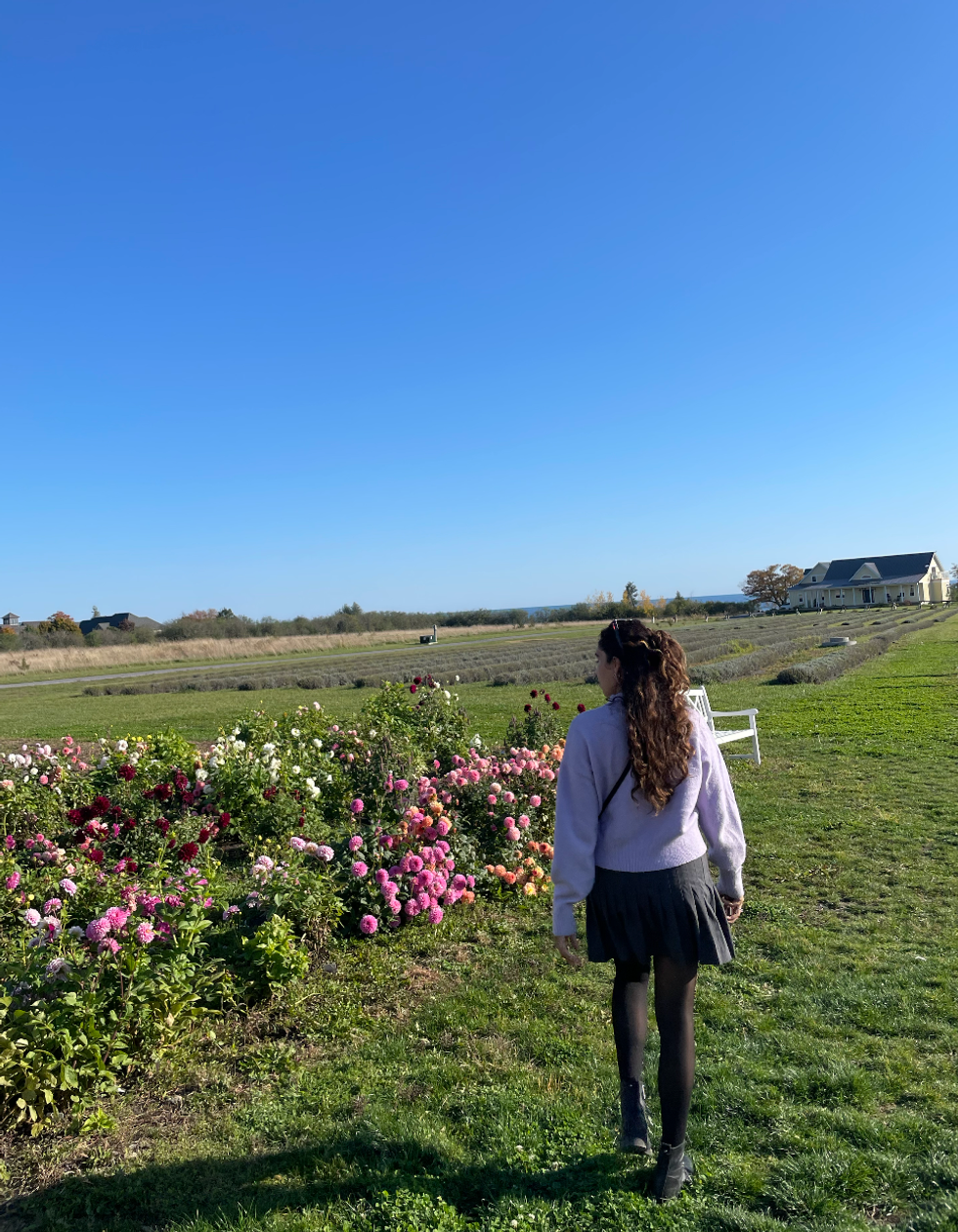 A lavender field in Prince Edward County.