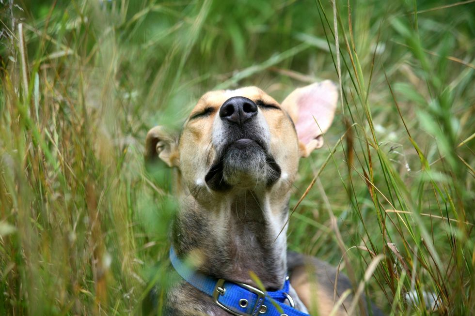 A light-brown dog sitting in long grass with its eyes closed and its nose in the air.