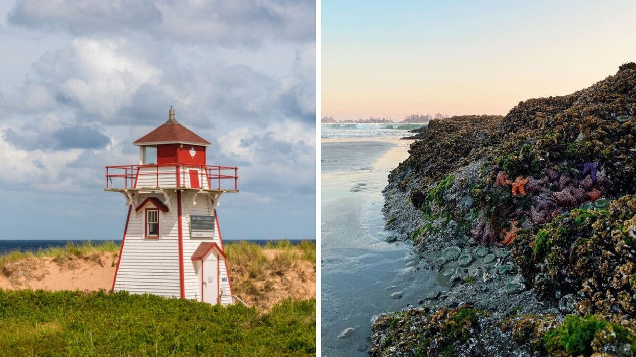 A lighthouse on a beach. Right: Sea stars and anemones are seen on a beach.
