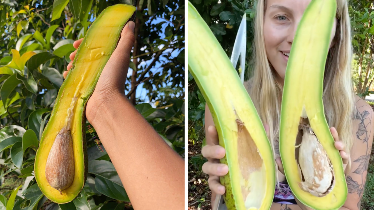 A long-neck avocado. Right: A woman holding a long neck avocado.