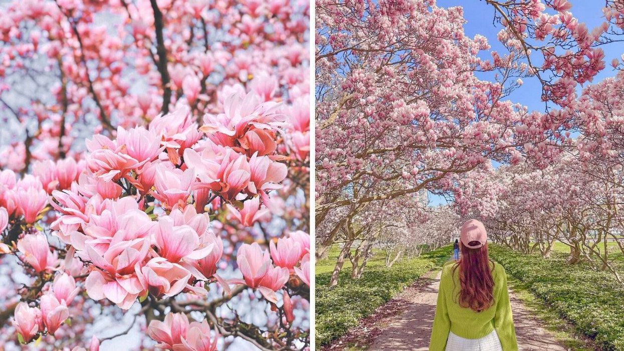 A magnolia tree. Right: A person standing under magnolia trees.