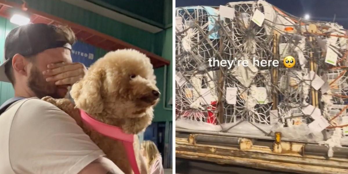 Man Rescuing Dogs These Adorable Dogs Arrived In BC After Being Rescued & The Videos Are ...