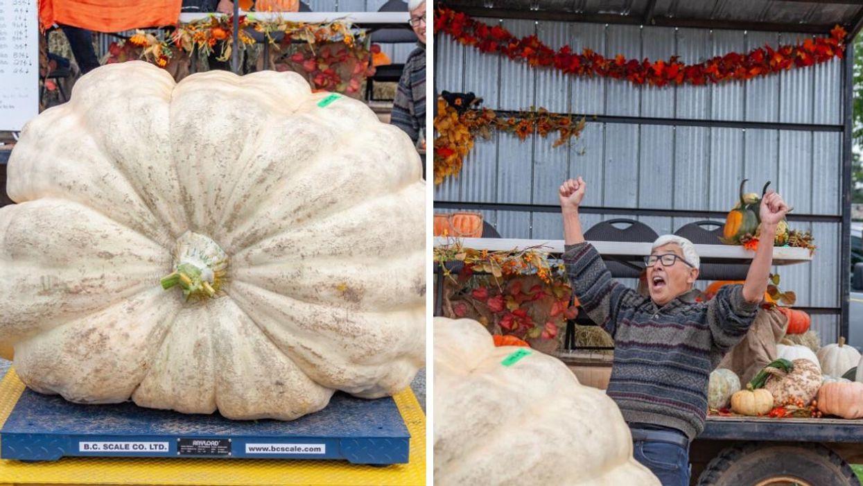 A Man In BC Has Grown A Pumpkin That Weighs Nearly 900 kg & He's Even Given It A Nickname