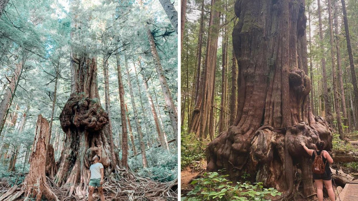 A man standing in front of a gnarly tree. Right: A woman standing in front of a gnarly tree.
