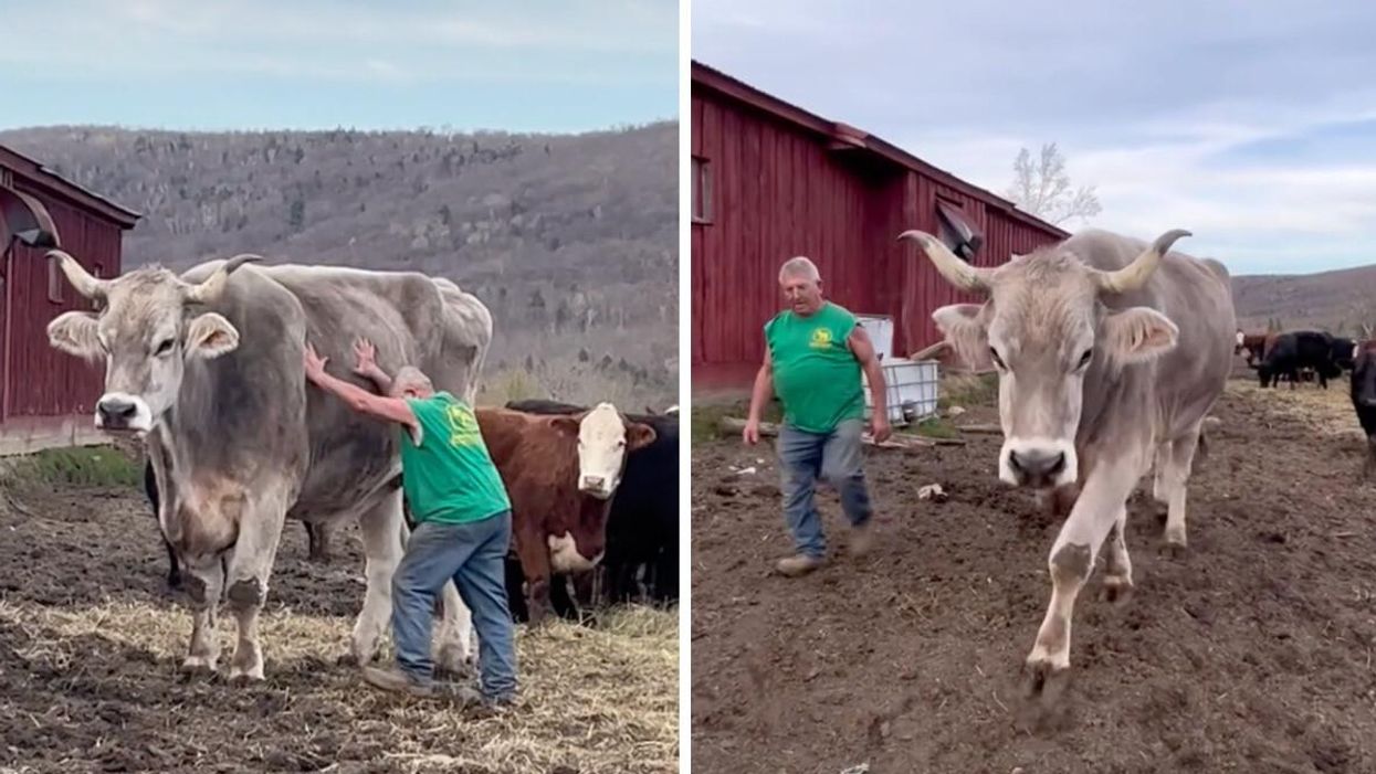 A man with a giant ox. Right: A man walking with his ox.