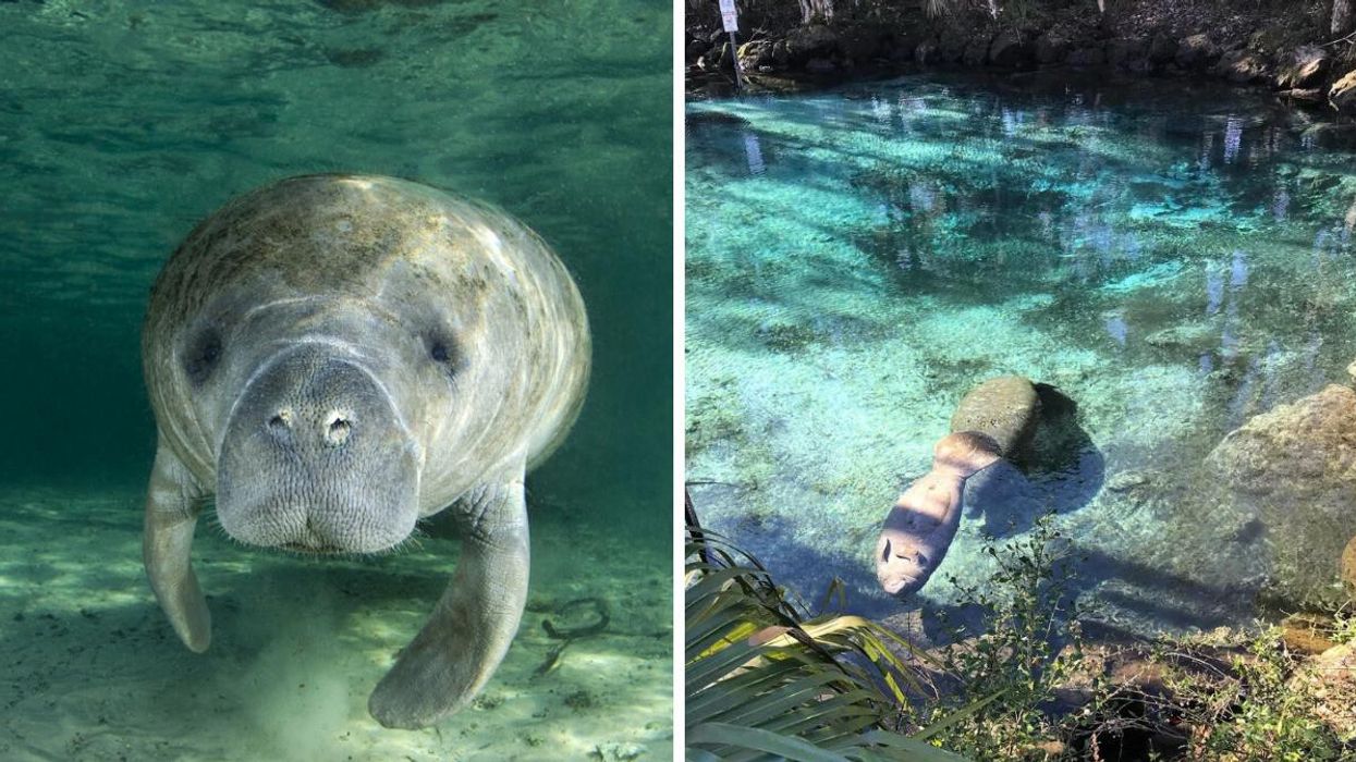 A manatee swimming in Florida. Right: A cute manatee in Three Sisters Springs.