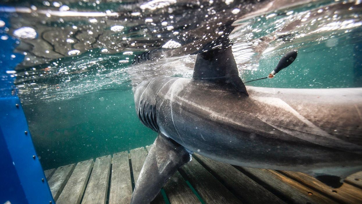 A Massive 13-Ft Great White Shark Is Swimming In Canadian Waters Right Now (PHOTO)