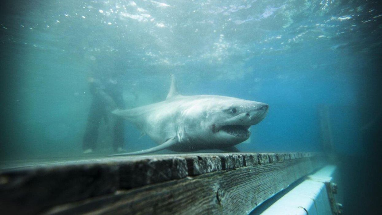 A Massive Great White Shark Has Been Swimming Near Nova Scotia & You Can Track His Journey