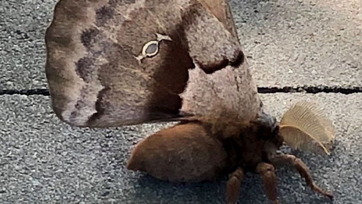 A Massive 'Tarantula Moth' Was Just Found In BC & It's Horrifying
