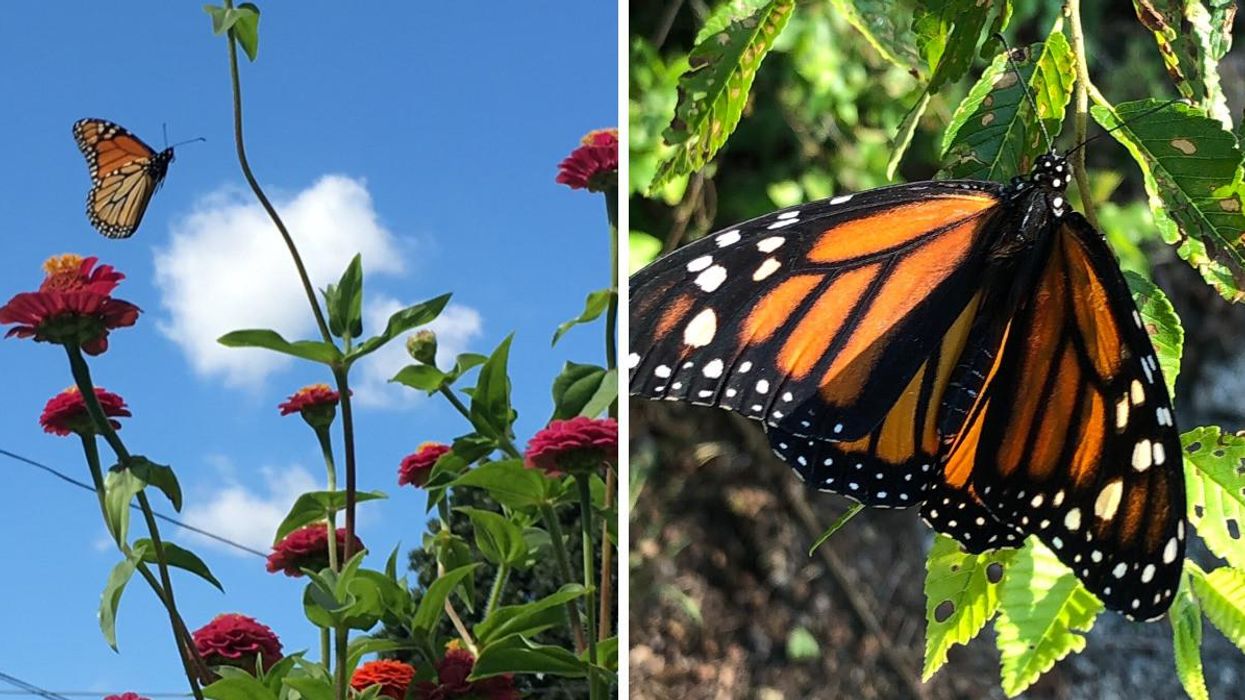 A monarch butterfly.
