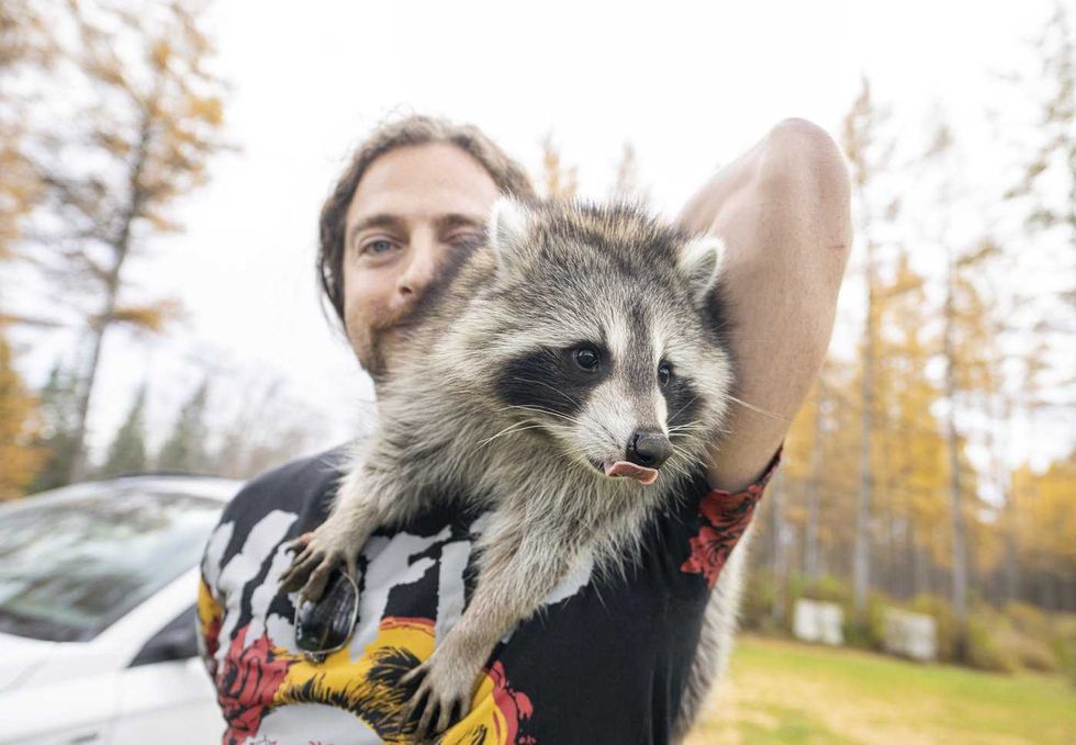 A Montreal man and his raccoon are on the run
