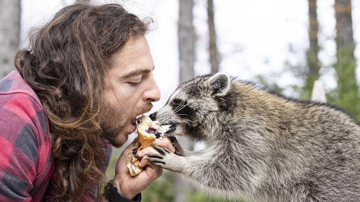 A Montreal man and his raccoon are on the run