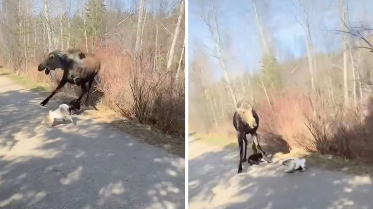 A moose charging at dogs in Alberta. Right: A moose on a trail in Alberta.