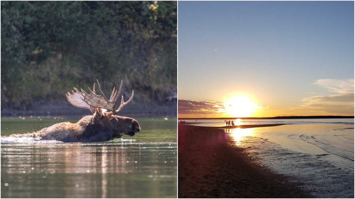 A Moose In New Brunswick Drowned After Swimming 500 Metres Into The Ocean