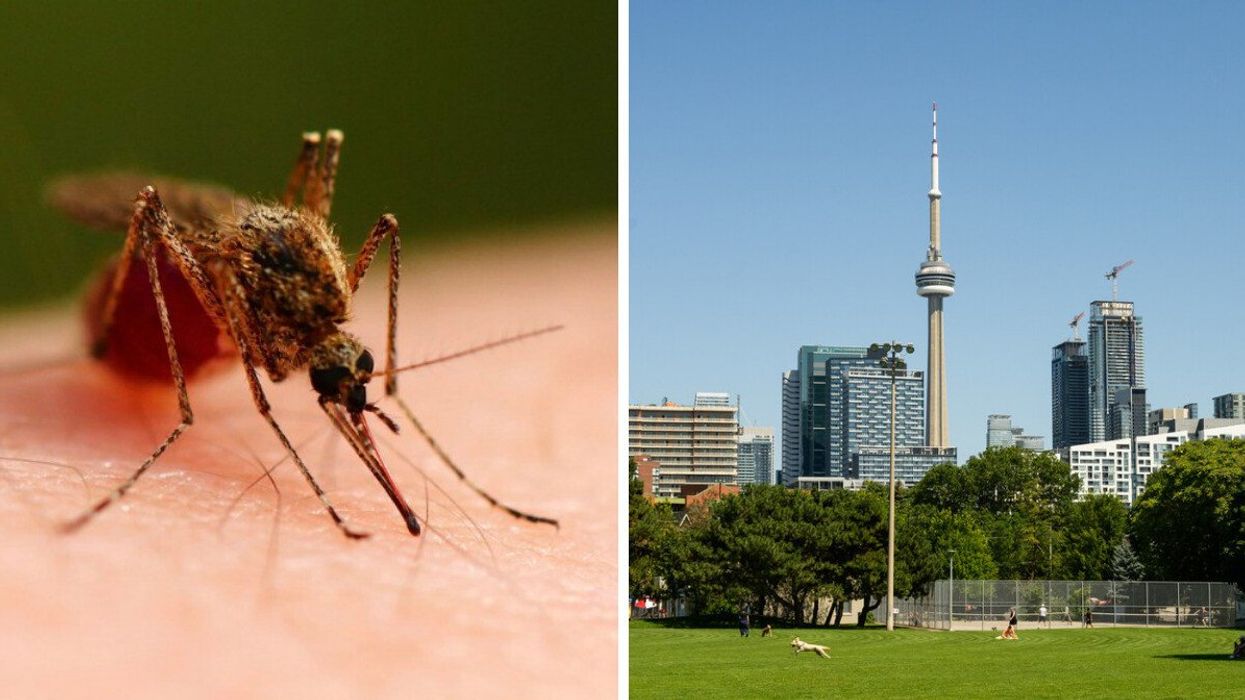 A mosquito biting a human. Right: Toronto on a sunny day.