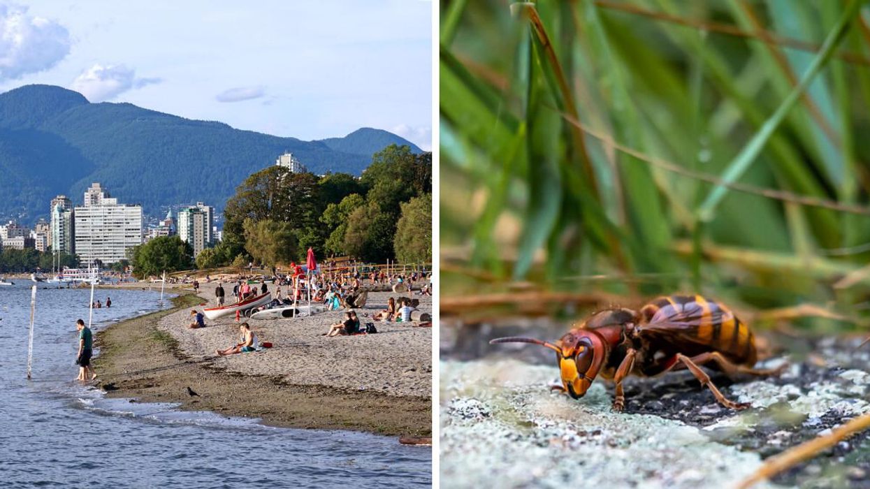 A Murder Hornet Nest Has Been Spotted At The BC Border