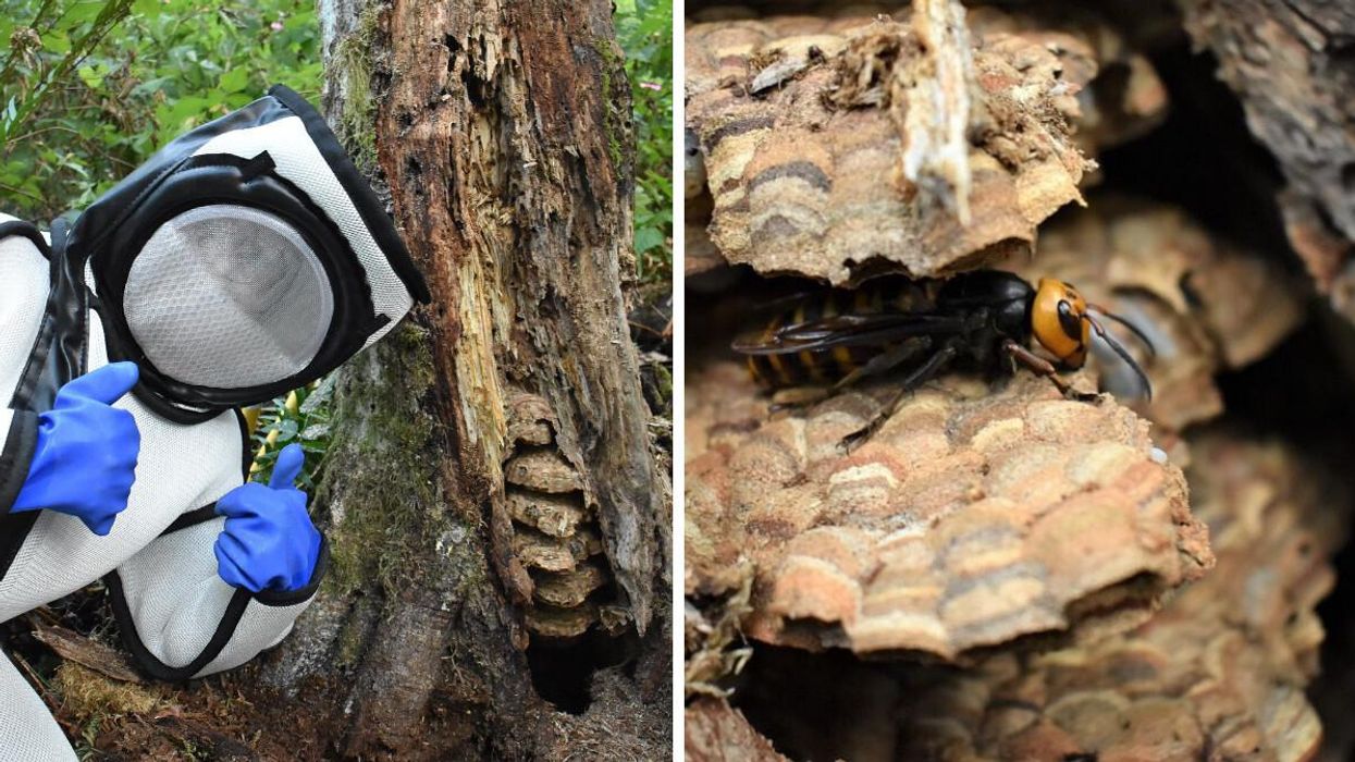 A Murder Hornet Nest Was Just Destroyed Near The BC Border