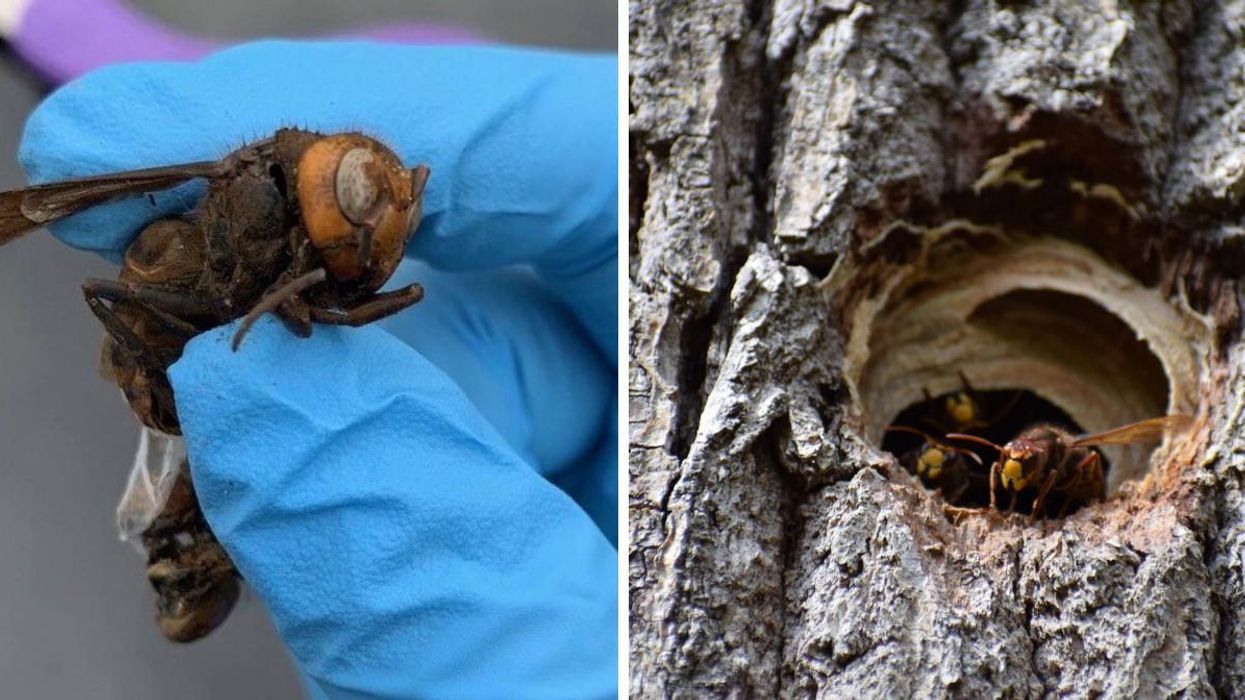 A Murder Hornet Was Caught In A Beetle Trap In BC & It's Absolutely Horrifying