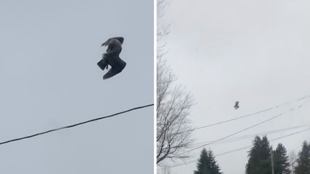A mysterious dead bird that appears to be floating midair.