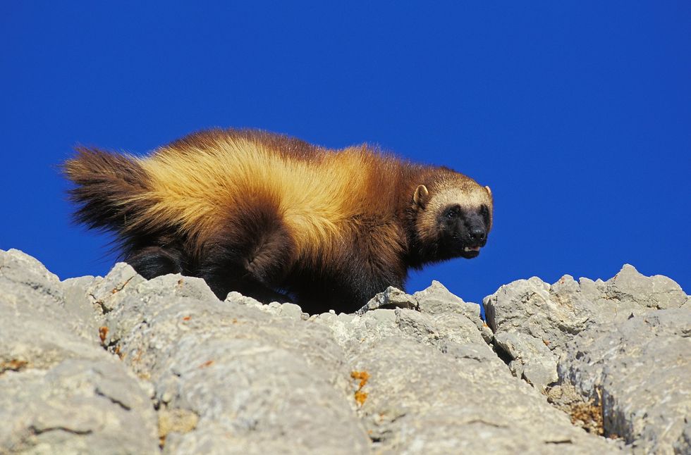 A North American wolverine.