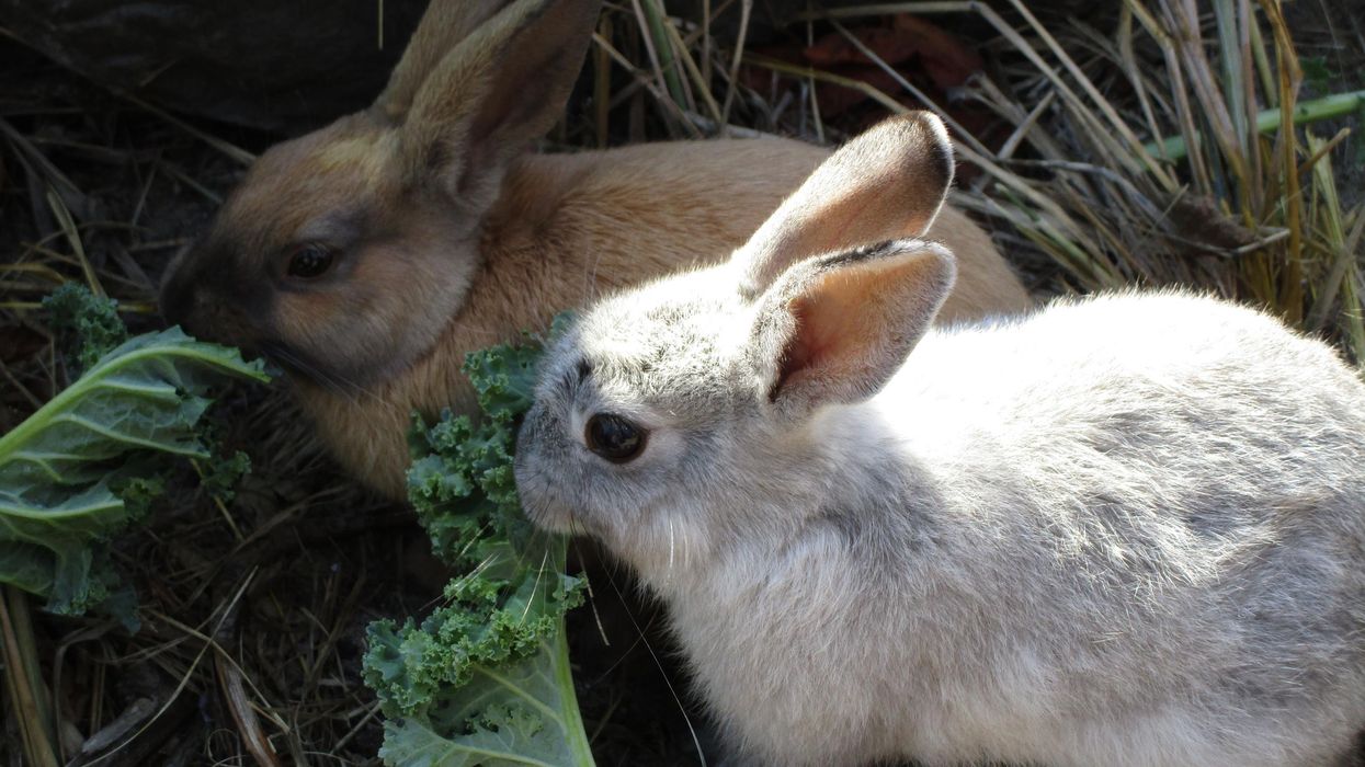 A pair of rabbits.