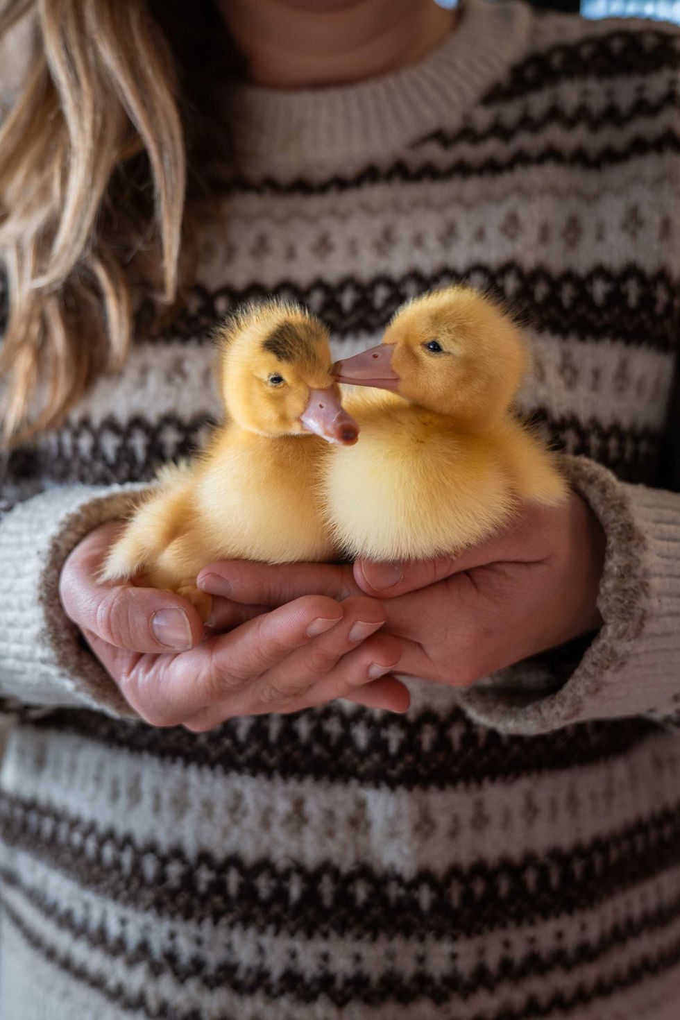 A pair of yellow ducklings being held by a person wearing a wool sweater.